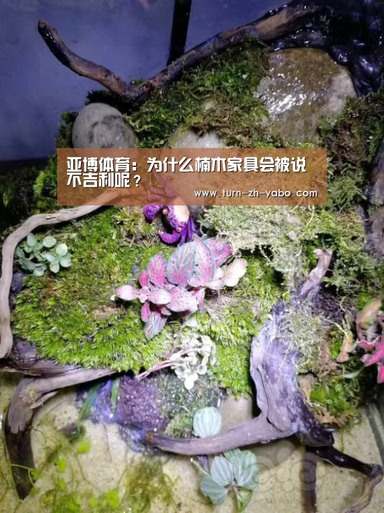亚博体育:为什么楠木家具会被说不吉利呢?